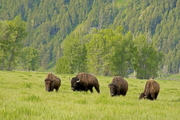Four Bison moving toward the camera.