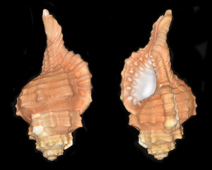 Ranularia pyrum (the pear triton), a species of marine gastropod mollusk in the family Ranellidae,...