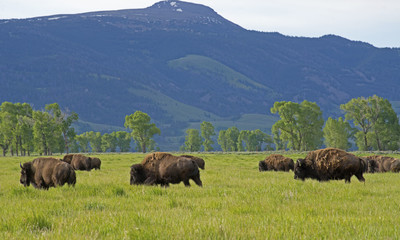 Bison moving through a field in Yellowstone.