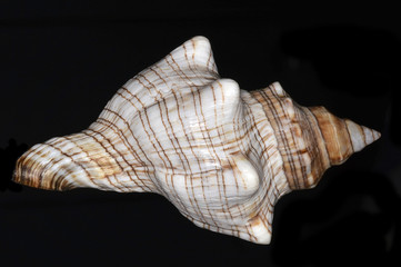 Pleuroploca trapezium (the trapezium horse conch), a species of marine gastropod mollusk in the family Fasciolariidae