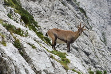 Capricorn in the montains, Julian Alps