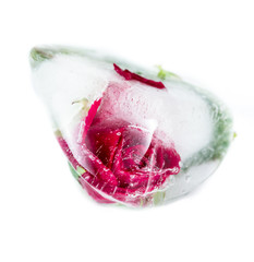 small red rose frozen in a block of ice