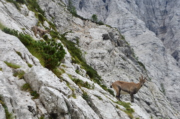 Capricorn in the montains, Julian Alps