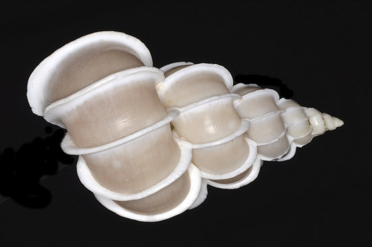 Epitonium scalare (the precious wentletrap)