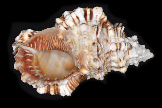 Tutufa, a genus of sea snails, marine gastropod mollusks in the family Bursidae, the frog shells