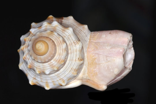 Gastropod shell with barnacle