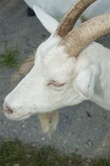 Curious White goat © Andrey Boyarskiy