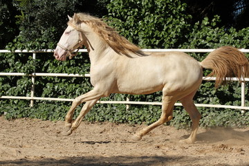 Albino Pferd mit blauen Augen galoppiert auf dem Reitplatz