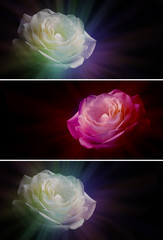 Valentine Alternative to the Traditional Red Rose -  Two versions of a white rose with a rainbow light emerging from it and one red pink rose all on a black background ideal for valentines day 