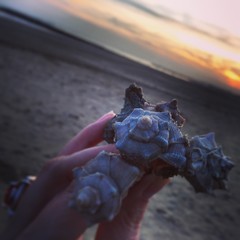 seashell collection