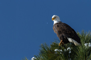 American Bald Eagle