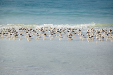 Sandpiper flock at a winter Siesta Key beach in Florida
