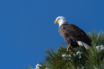 American Bald Eagle