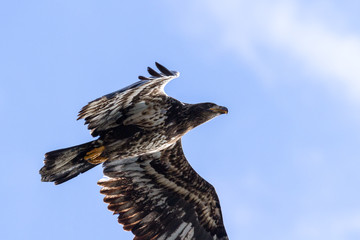 American Bald Eagle in Flight