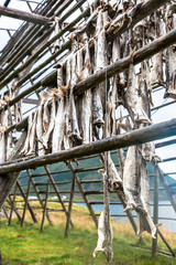 Codfish hanging in Norway