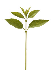 Isolated small plant with leaves