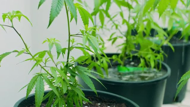 Watering Marijuana Plants Grow Room