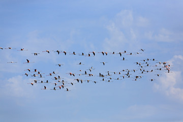 Flock of pink flamingos
