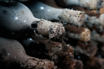 Fototapeta premium Bottles of wine with long-term storage.