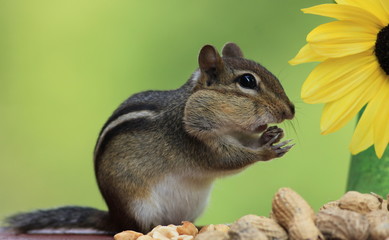 Adorable and cute Eastern Chipmunk with stuffed cheecks standing next to a lemon sunflower with green background