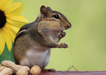 Adorable and cute Eastern Chipmunk standing up next to a lemon sunflower with green background eating peanuts