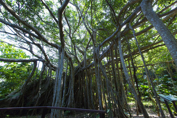 大石林山　御願ガジュマル　日本最大