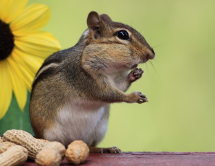 Cute Eastern Chipmunk standing next to a lemon sunflower with green background with hand up to mouth and cheeks full