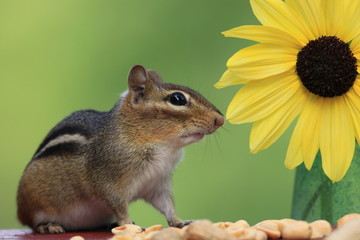 Adorable and cute Eastern Chipmunk looking next to a lemon sunflower with green background