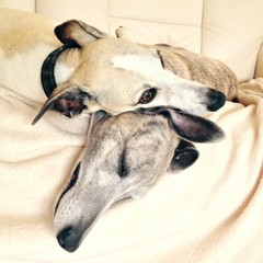 Two whippets cuddling