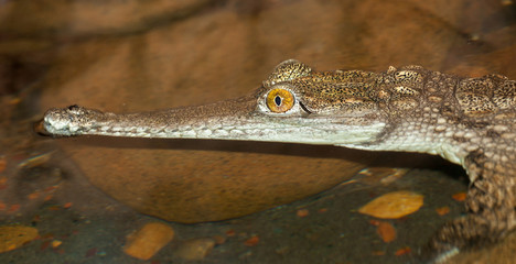 a juvenile alligator