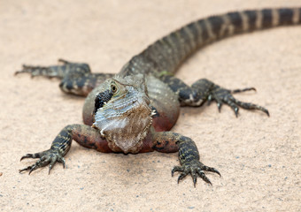 Eastern Water Dragon Lizard