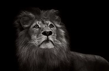Crédence de cuisine en verre imprimé Lion lion noir et blanc