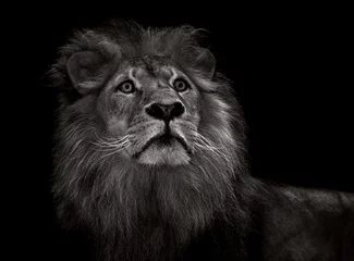 Crédence de cuisine en verre imprimé Lion black and white lion