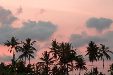 Fototapeta na wymiar Breathtaking sunset and palm trees silhouettes