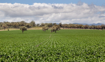 farm land near Quirindi