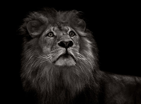 black and white lion