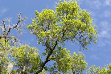 New fresh green leaves on tree in spring