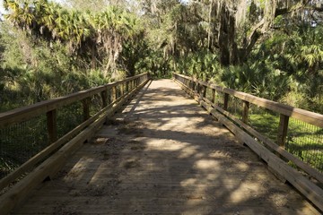 Wooden bridge on tourist trail through mangrove forest, Everglades