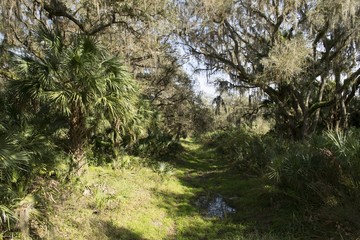 Fototapeta na wymiar Overgrown tourist trail in Myakka National Park, Florida