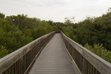 Wooden bridge on tourist trail through mangrove forest, Everglades