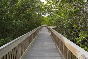 Fototapeta na wymiar Wooden bridge on tourist trail through mangrove forest, Everglades