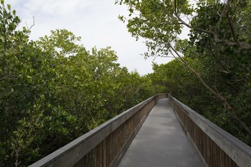 Obraz premium Wooden bridge on tourist trail through mangrove forest, Everglades