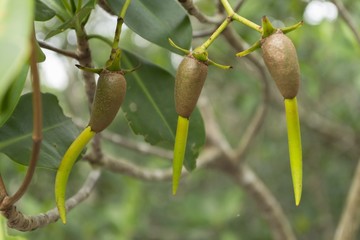 Mangrove tree seeds with roots growing on tree in Everglades, Florida