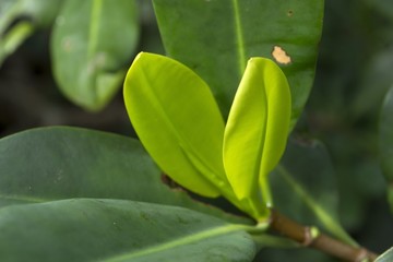 Young mangrove leaves