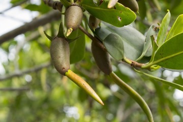 Mangrove tree seeds with roots growing on tree in Everglades, Florida
