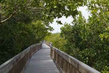 Fototapeta na wymiar Wooden bridge on tourist trail through mangrove forest, Everglades