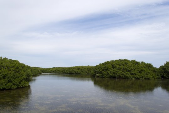 Shallow brackish water in Everglades mangrove forest, Florida
