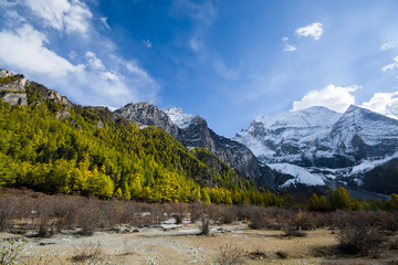 Mountain with snow and pine forest
