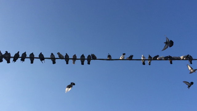 Pigeons sit on the wire against the blue sky and fly away.