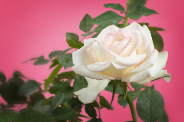Rose on pink background with pastel color